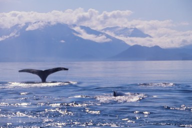 Tail of a Humpback Whale in Frederick Sound