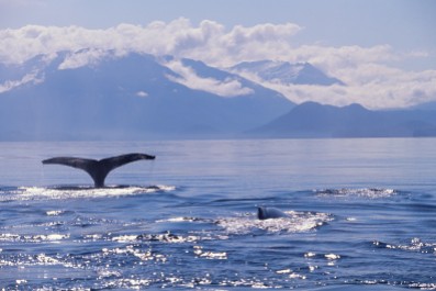 Tail of a Humpback Whale in Frederick Sound