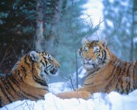 Siberian Tigers Resting in Snow