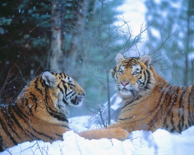 Siberian Tigers Resting in Snow