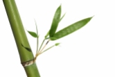 bamboo with new shoots