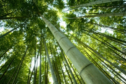 Manuscritos en bambú 8