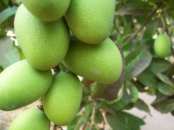 Green Mangoes-NNeo (1)