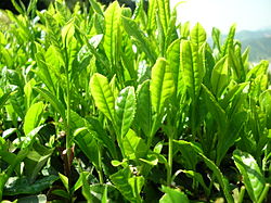 250px-Green_tea_leaves