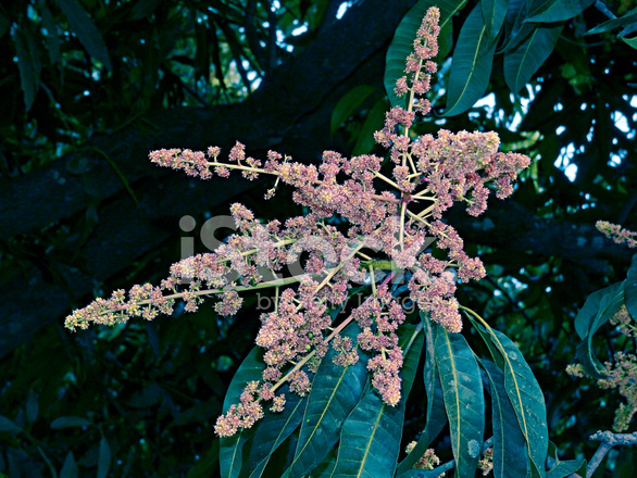 37843954-mango-tree-in-bloom-with-flowers-appear